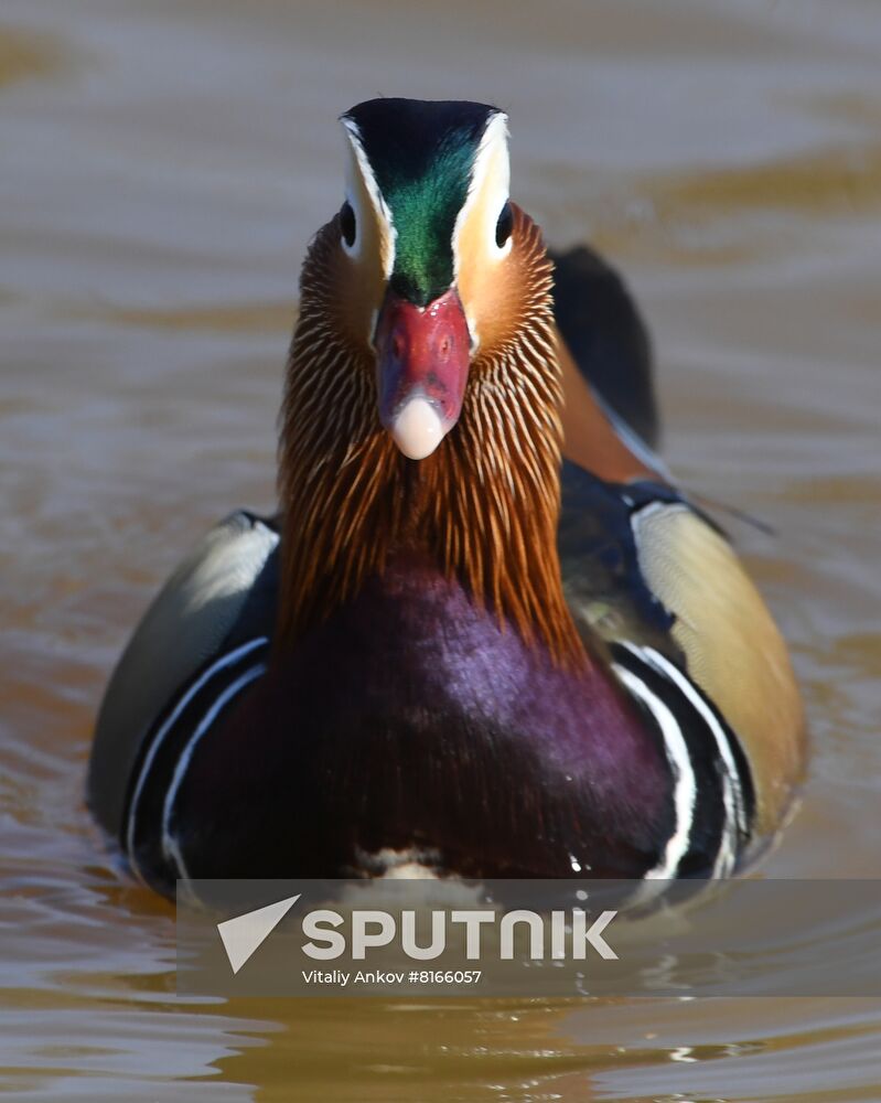 Russia Wildlife