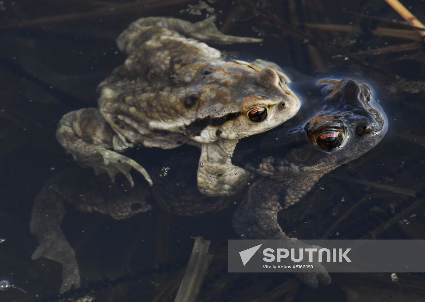 Russia Wildlife