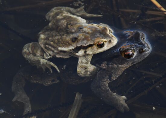 Russia Wildlife