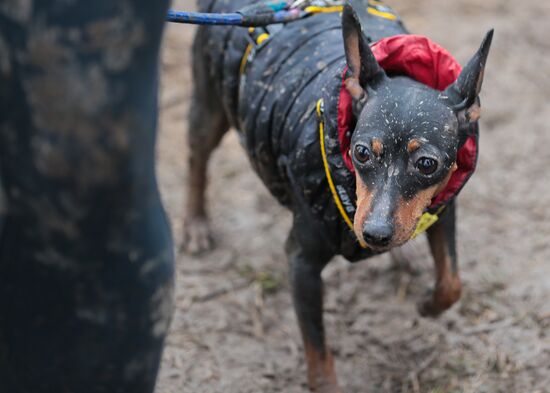Russia Fast Dog Cross Country