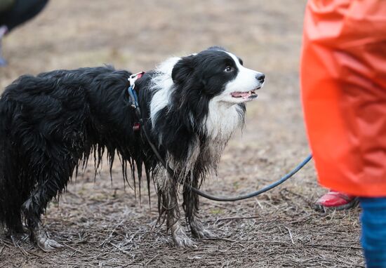 Russia Fast Dog Cross Country