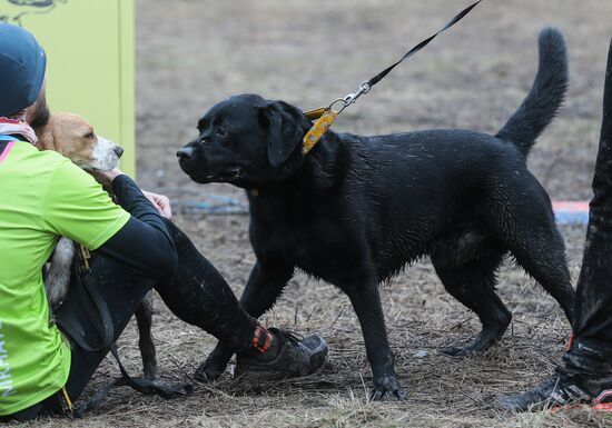 Russia Fast Dog Cross Country