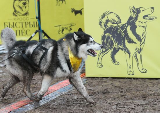 Russia Fast Dog Cross Country