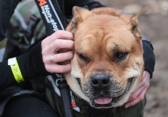 Russia Fast Dog Cross Country