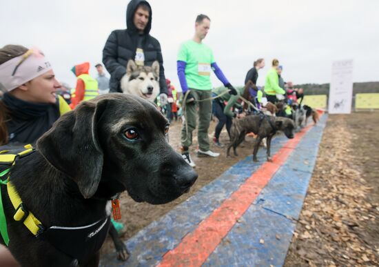 Russia Fast Dog Cross Country