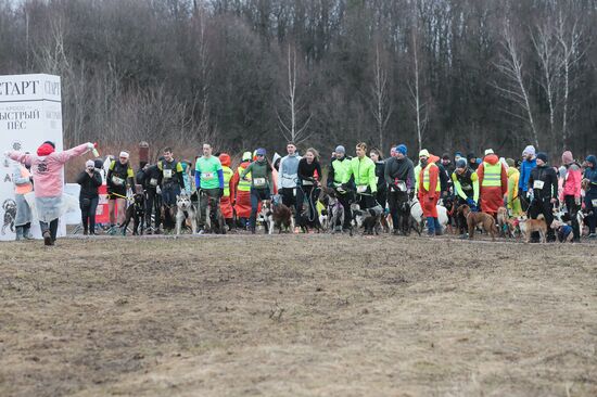 Russia Fast Dog Cross Country