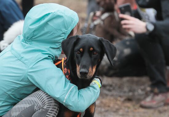 Russia Fast Dog Cross Country