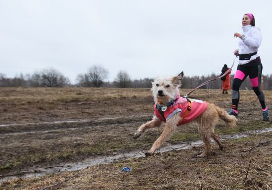 Russia Fast Dog Cross Country