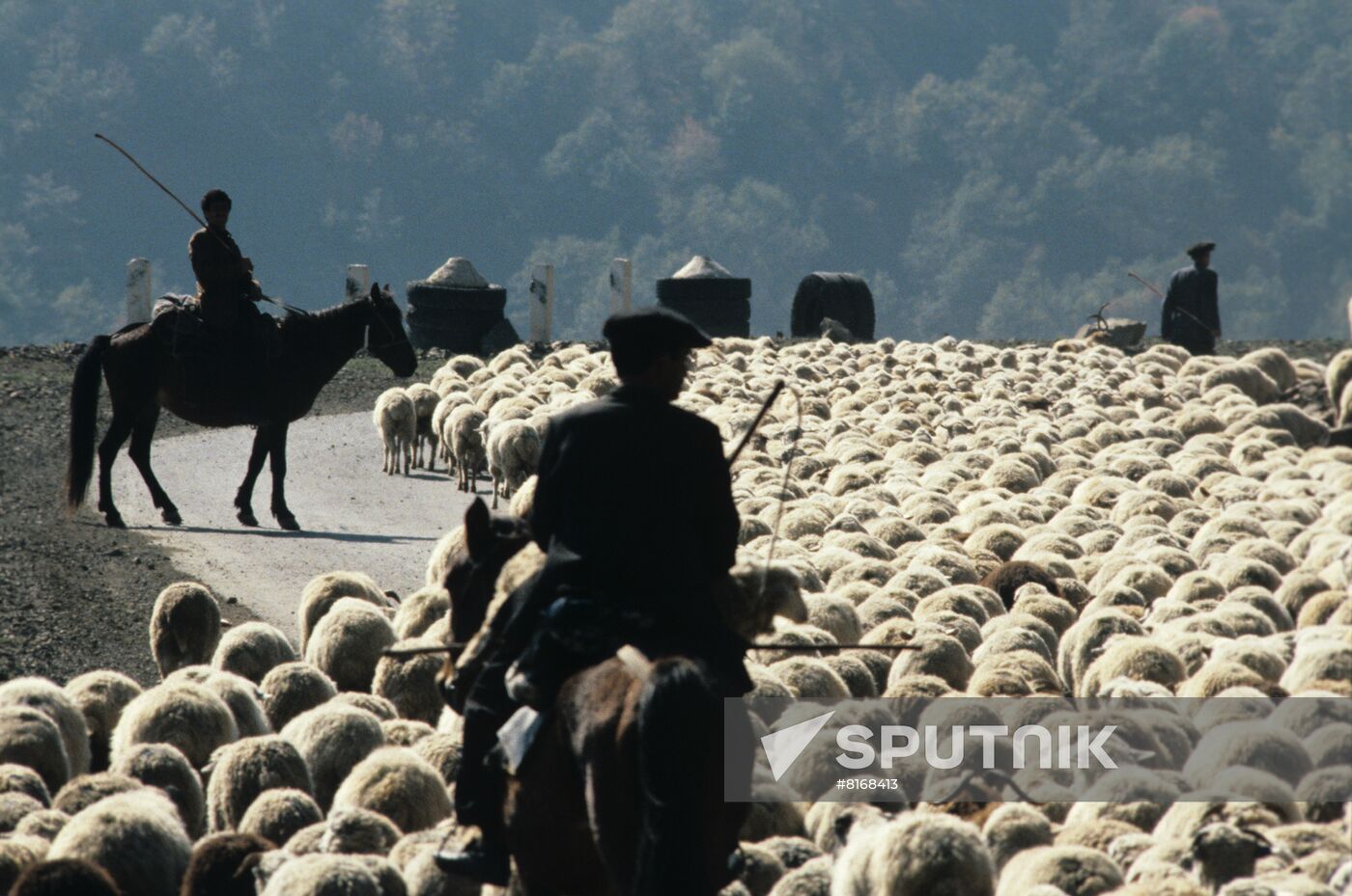 Shepherds drive herd of sheep