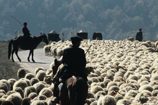 Shepherds drive herd of sheep