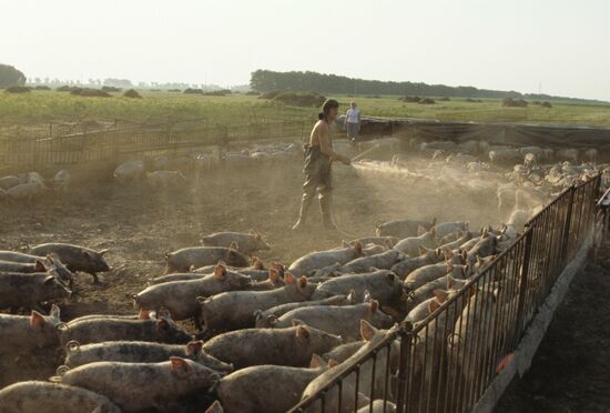 Yury Tishchenko's farm in Voronovo