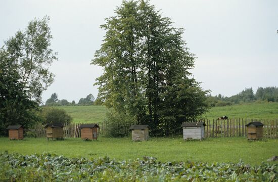 Belarusian beemaster Pimen Rusalovsky