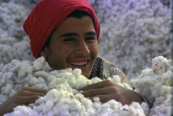 Picking cotton in Vakhsh Valley