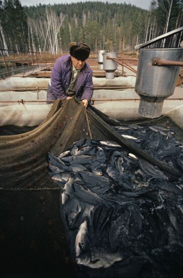 Fish-breeding facility of Krasnoyarsk-45 Electric-Chemical Plant