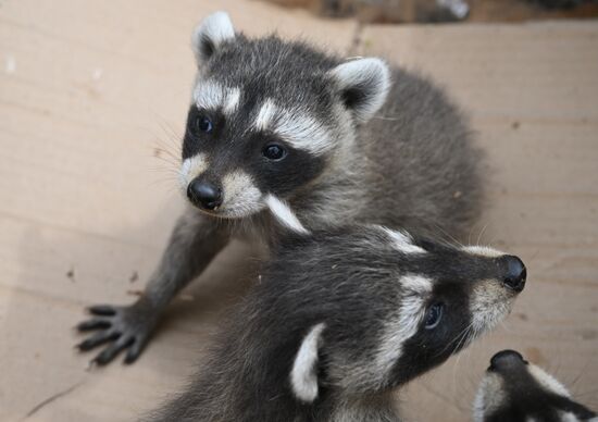 DPR LPR Russia Ukraine Military Operation