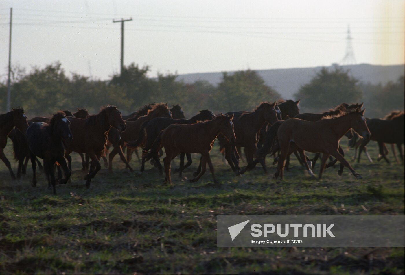 Frunze State Pedigree Poultry Breeding State Farm