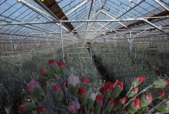 Tulsky Greenhouse Facility