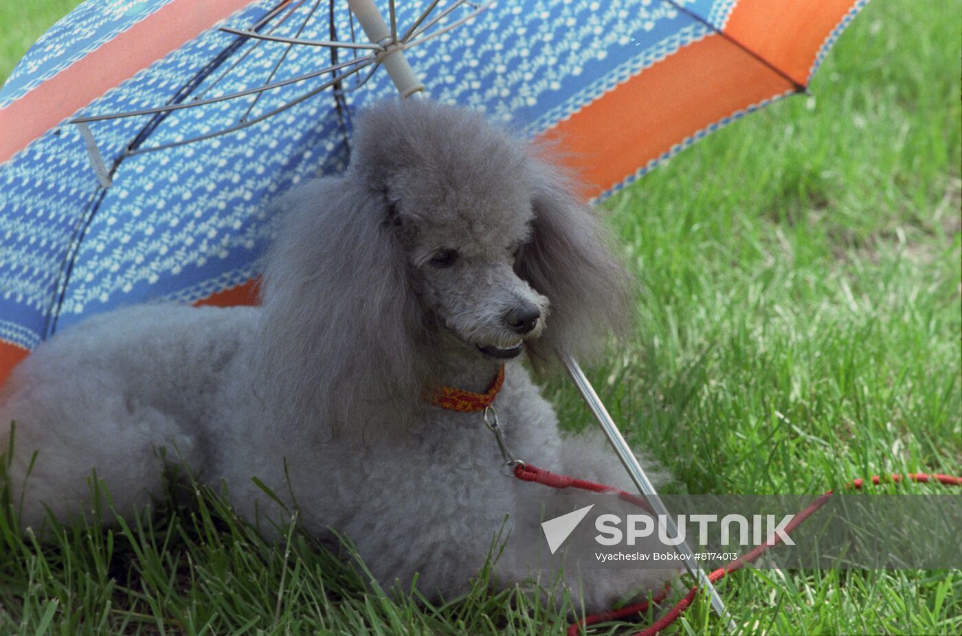4th Moscow Dog Exhibition