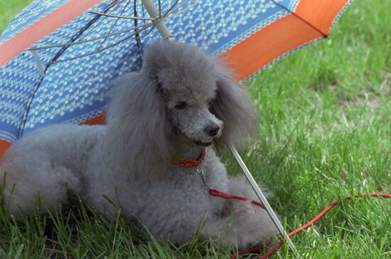 4th Moscow Dog Exhibition