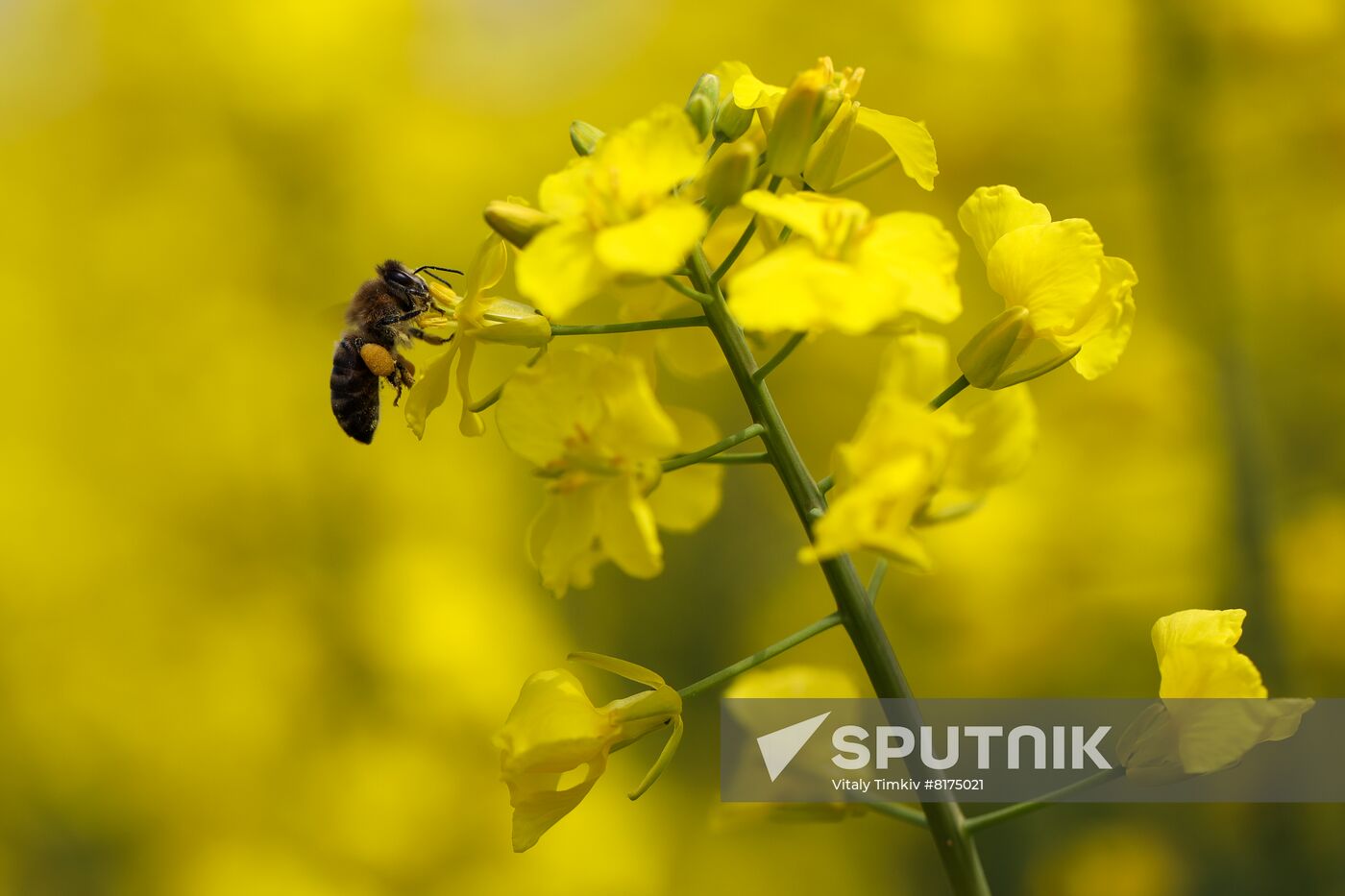 Russia Agriculture Rapeseed