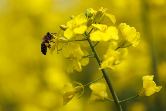 Russia Agriculture Rapeseed