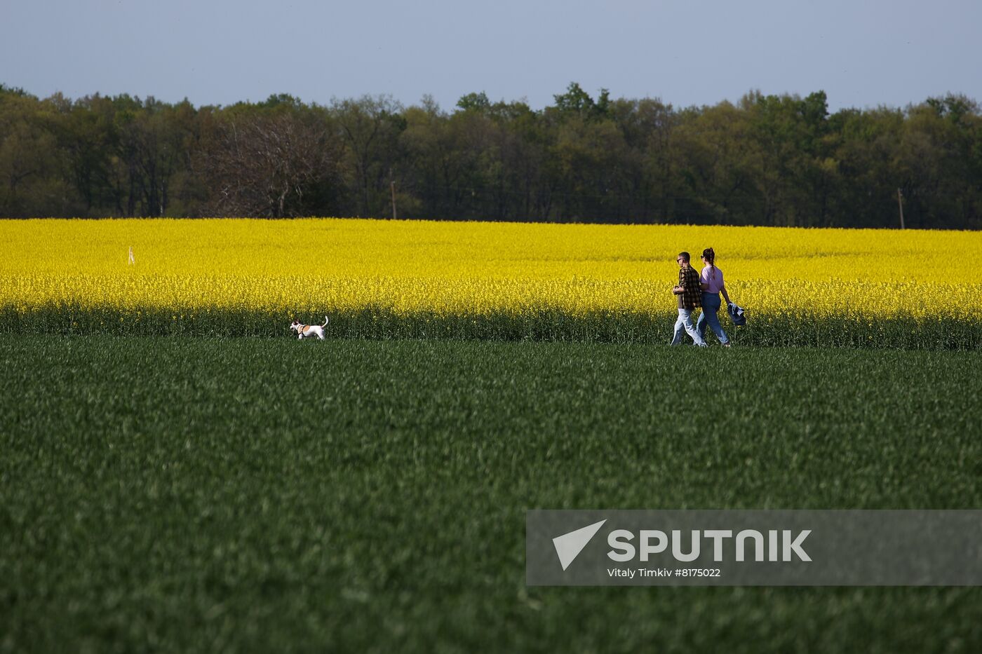 Russia Agriculture Rapeseed