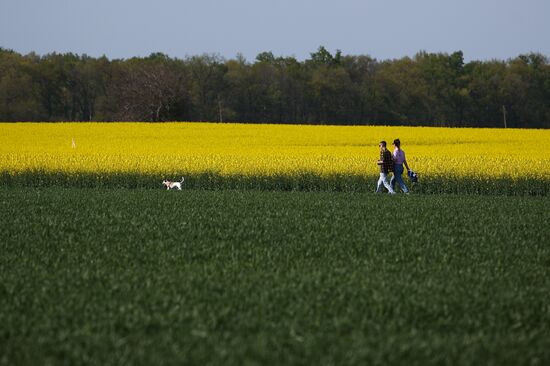 Russia Agriculture Rapeseed