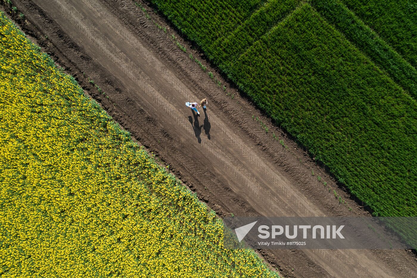 Russia Agriculture Rapeseed