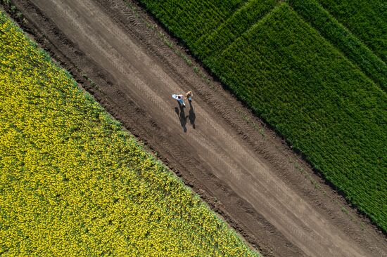 Russia Agriculture Rapeseed