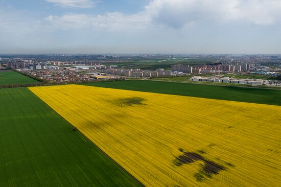 Russia Agriculture Rapeseed