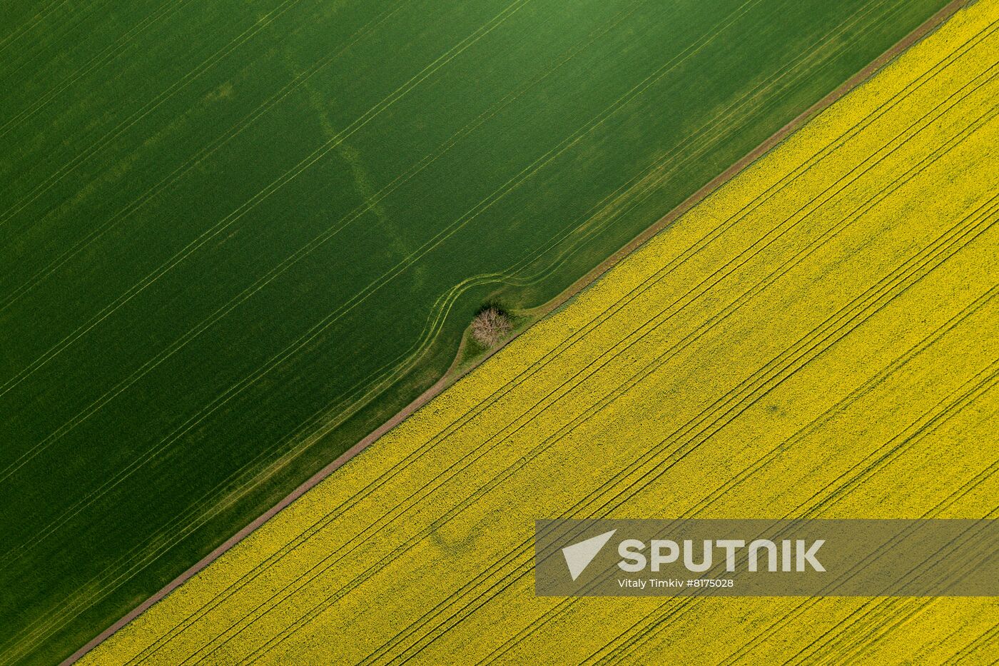 Russia Agriculture Rapeseed