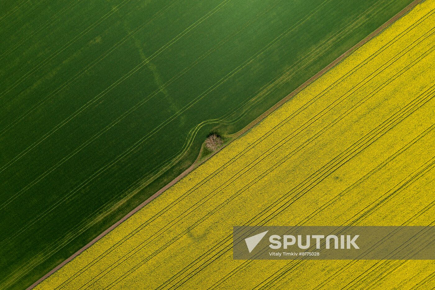 Russia Agriculture Rapeseed