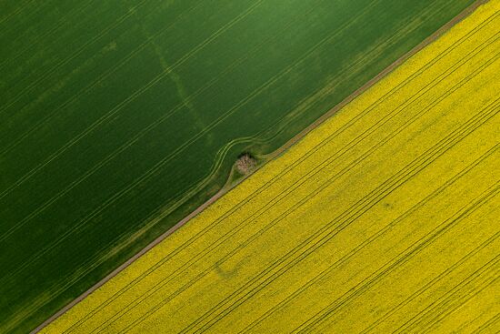 Russia Agriculture Rapeseed