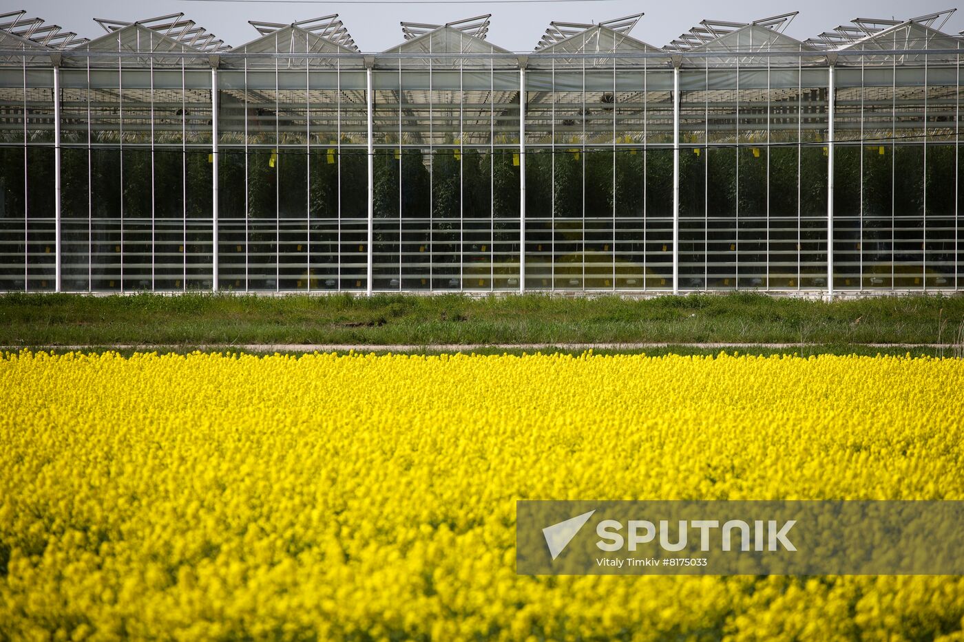 Russia Agriculture Rapeseed