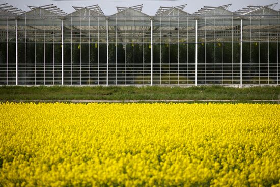Russia Agriculture Rapeseed