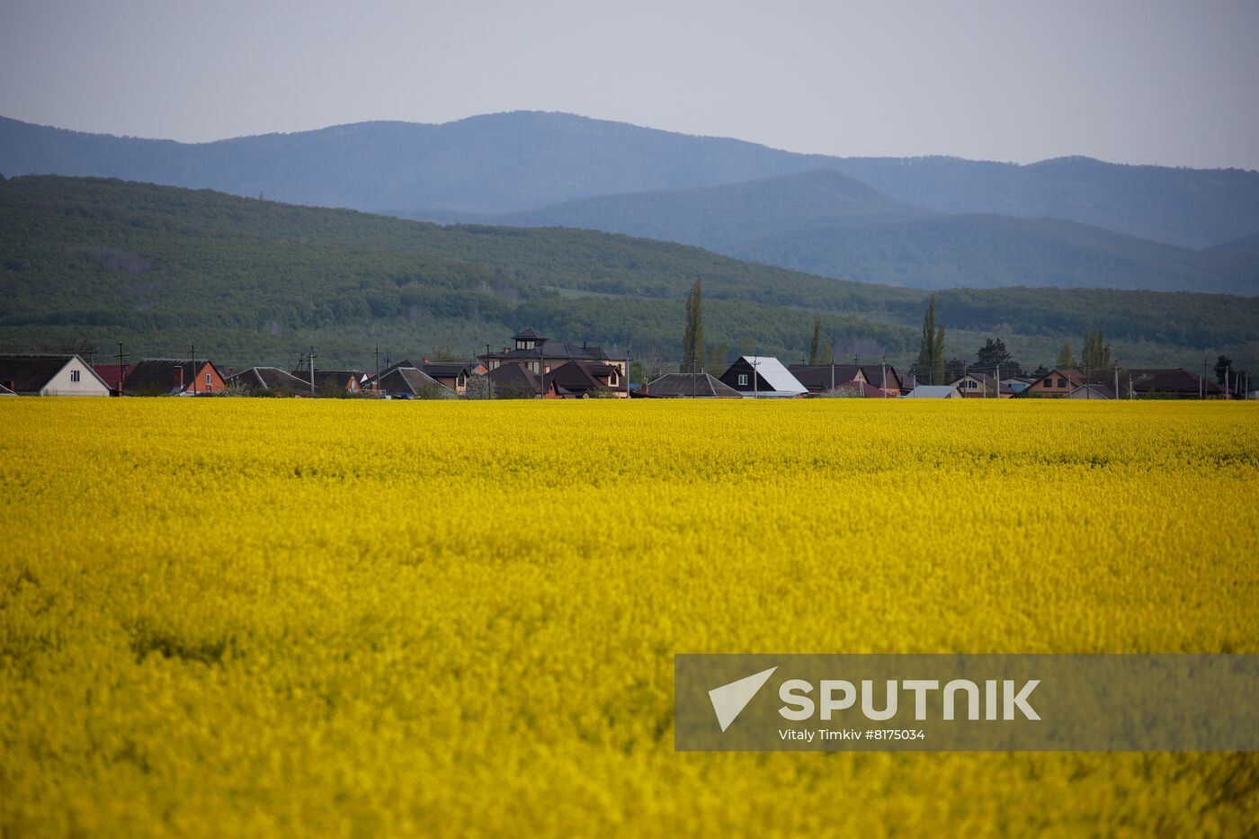 Russia Agriculture Rapeseed