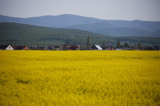 Russia Agriculture Rapeseed
