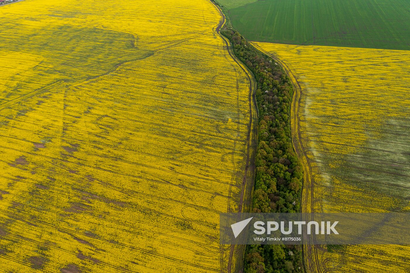 Russia Agriculture Rapeseed