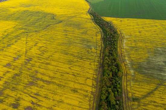 Russia Agriculture Rapeseed