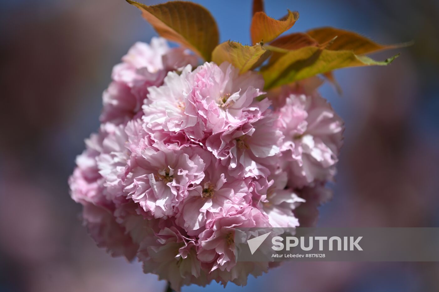 Russia Environment Cherry Blossom