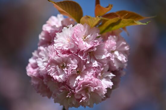 Russia Environment Cherry Blossom