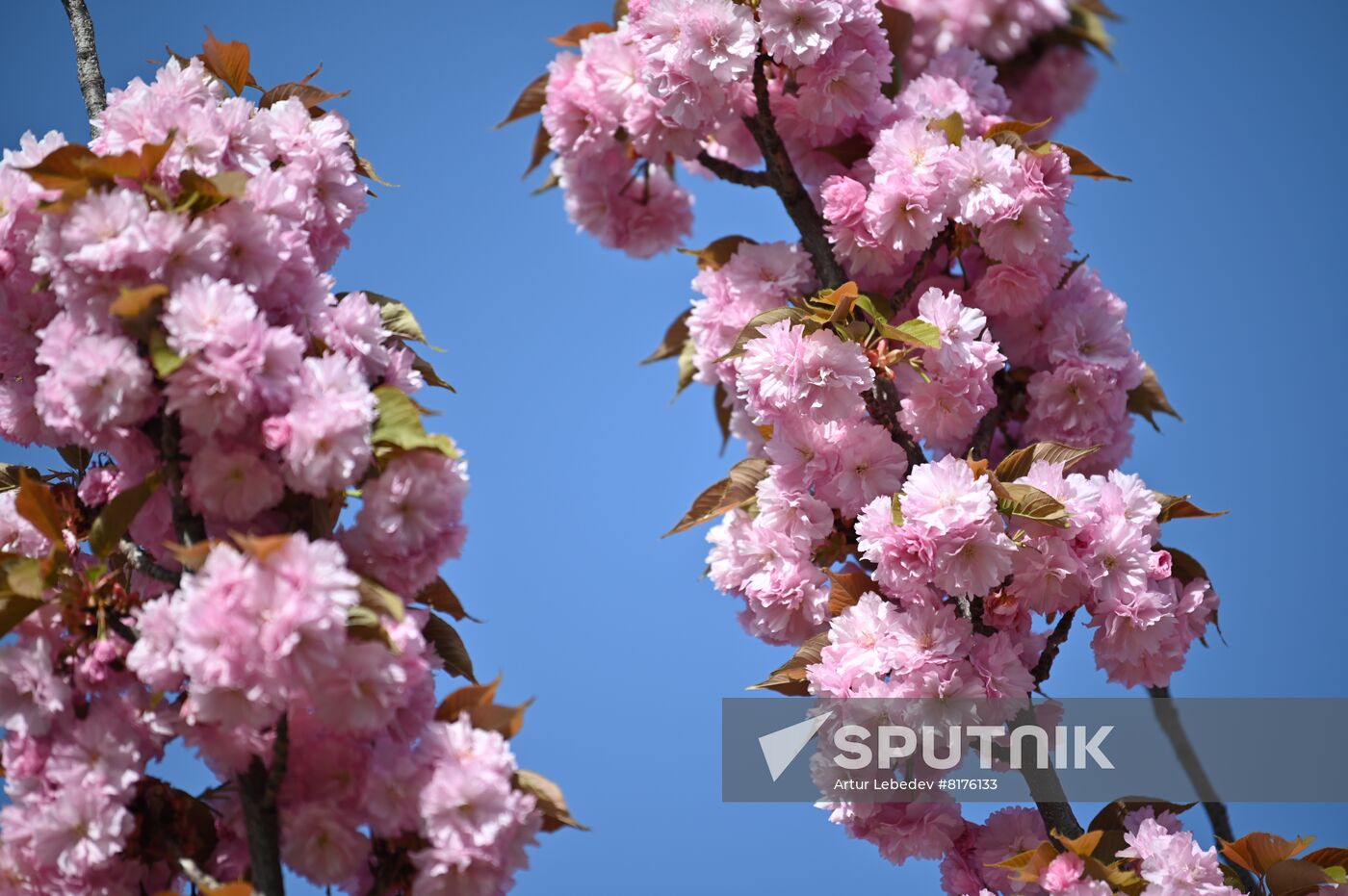 Russia Environment Cherry Blossom