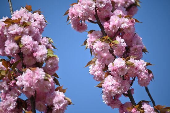 Russia Environment Cherry Blossom