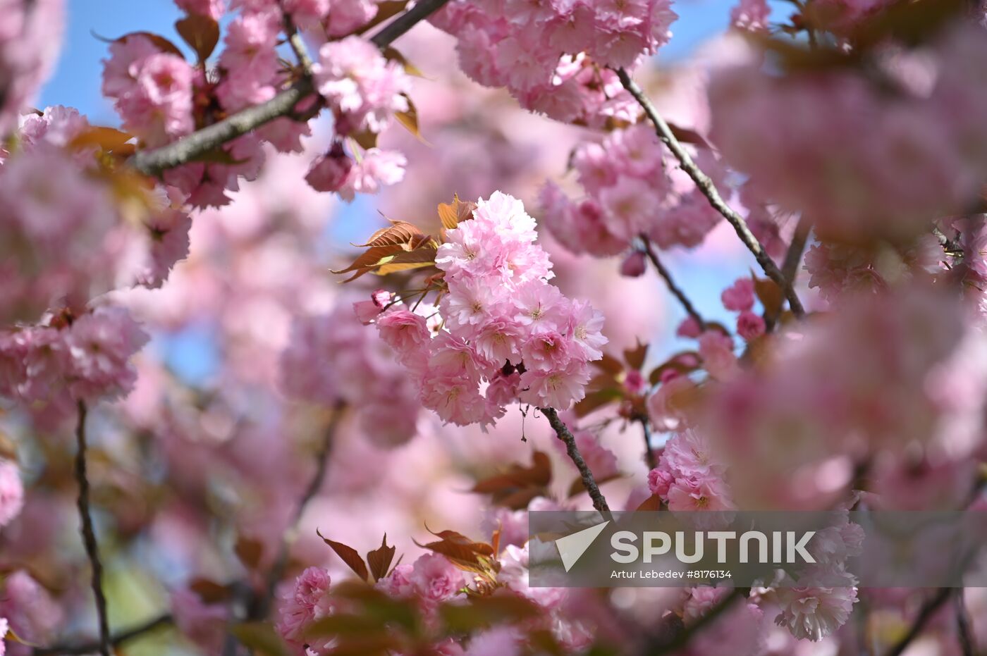 Russia Environment Cherry Blossom