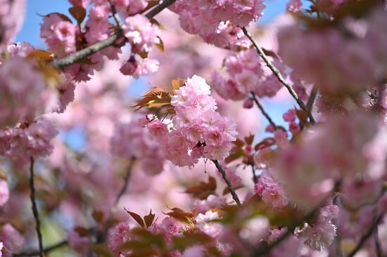 Russia Environment Cherry Blossom