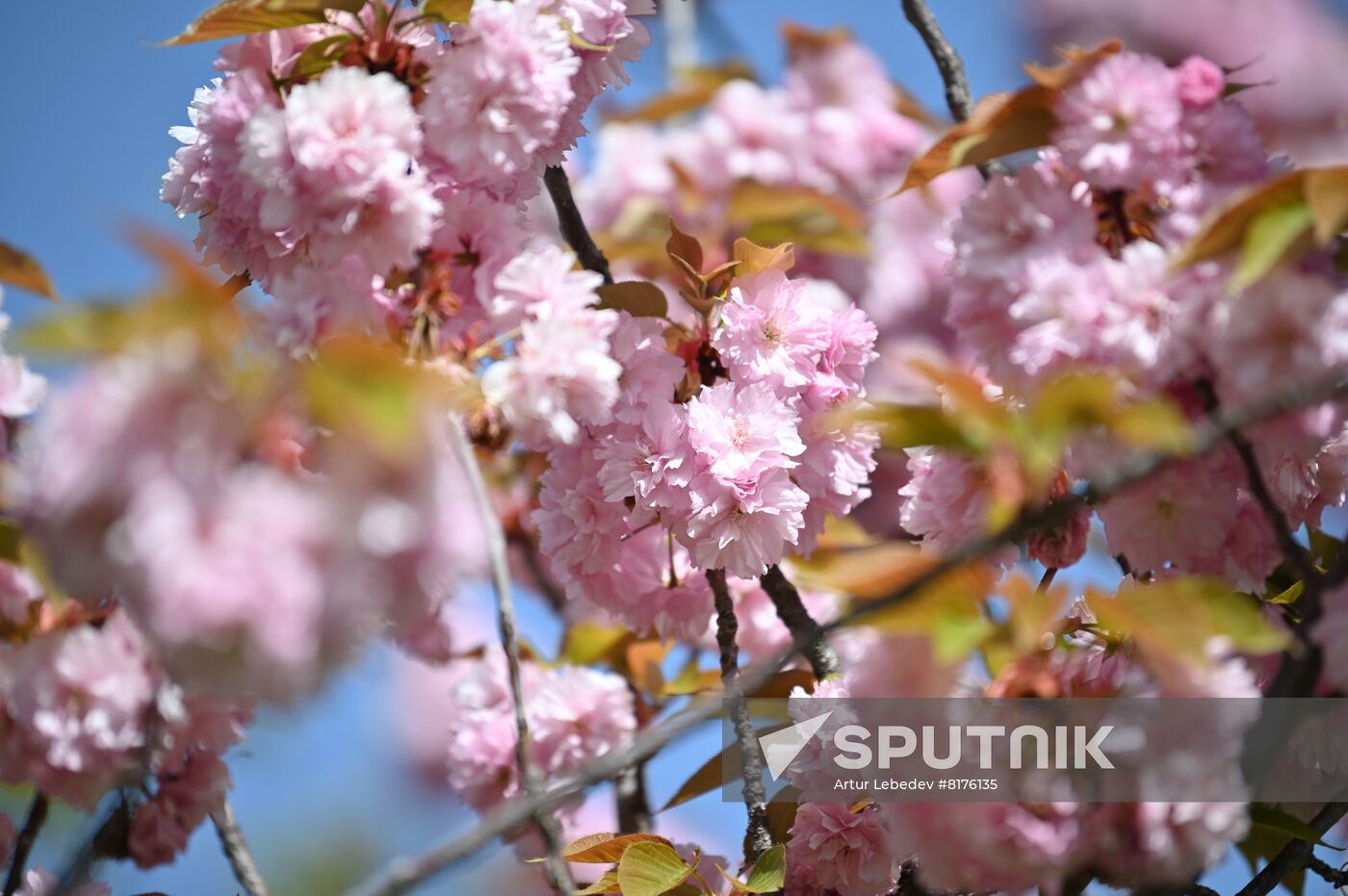 Russia Environment Cherry Blossom