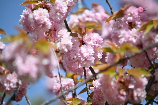 Russia Environment Cherry Blossom