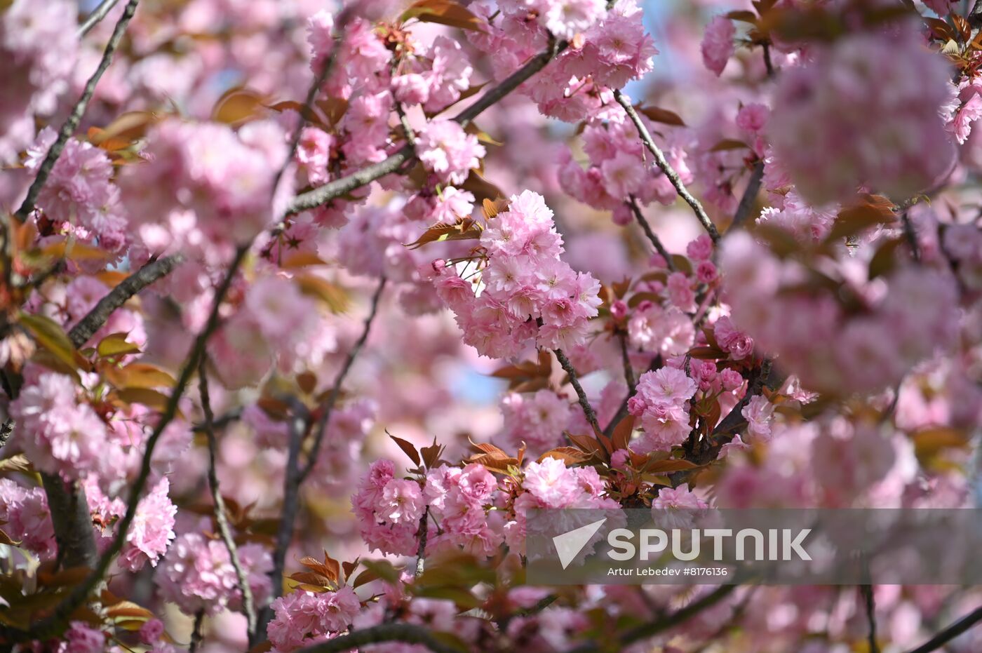 Russia Environment Cherry Blossom