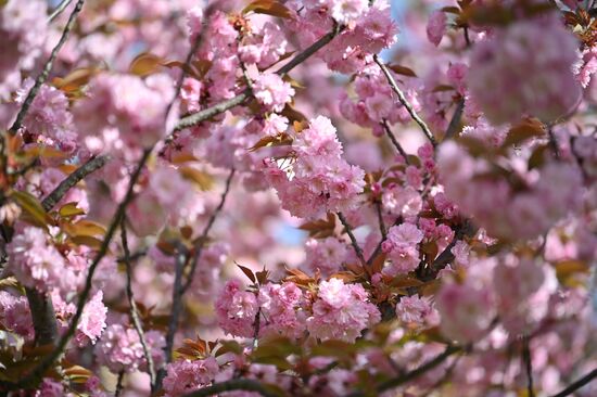 Russia Environment Cherry Blossom