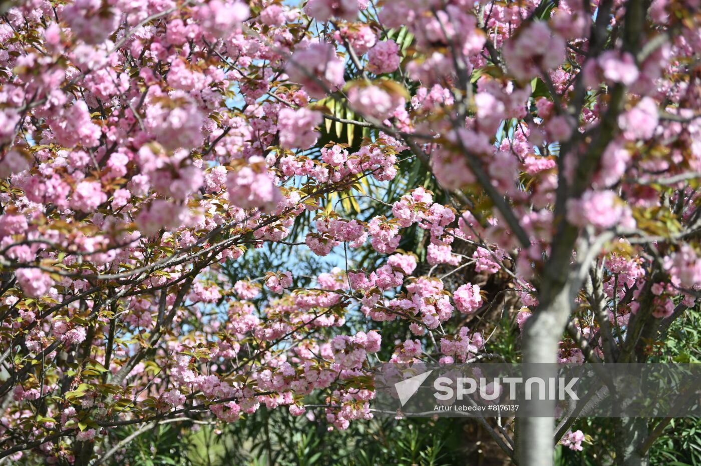 Russia Environment Cherry Blossom